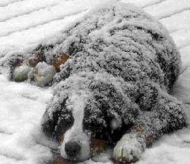 Extremen-Cold-weather-pets